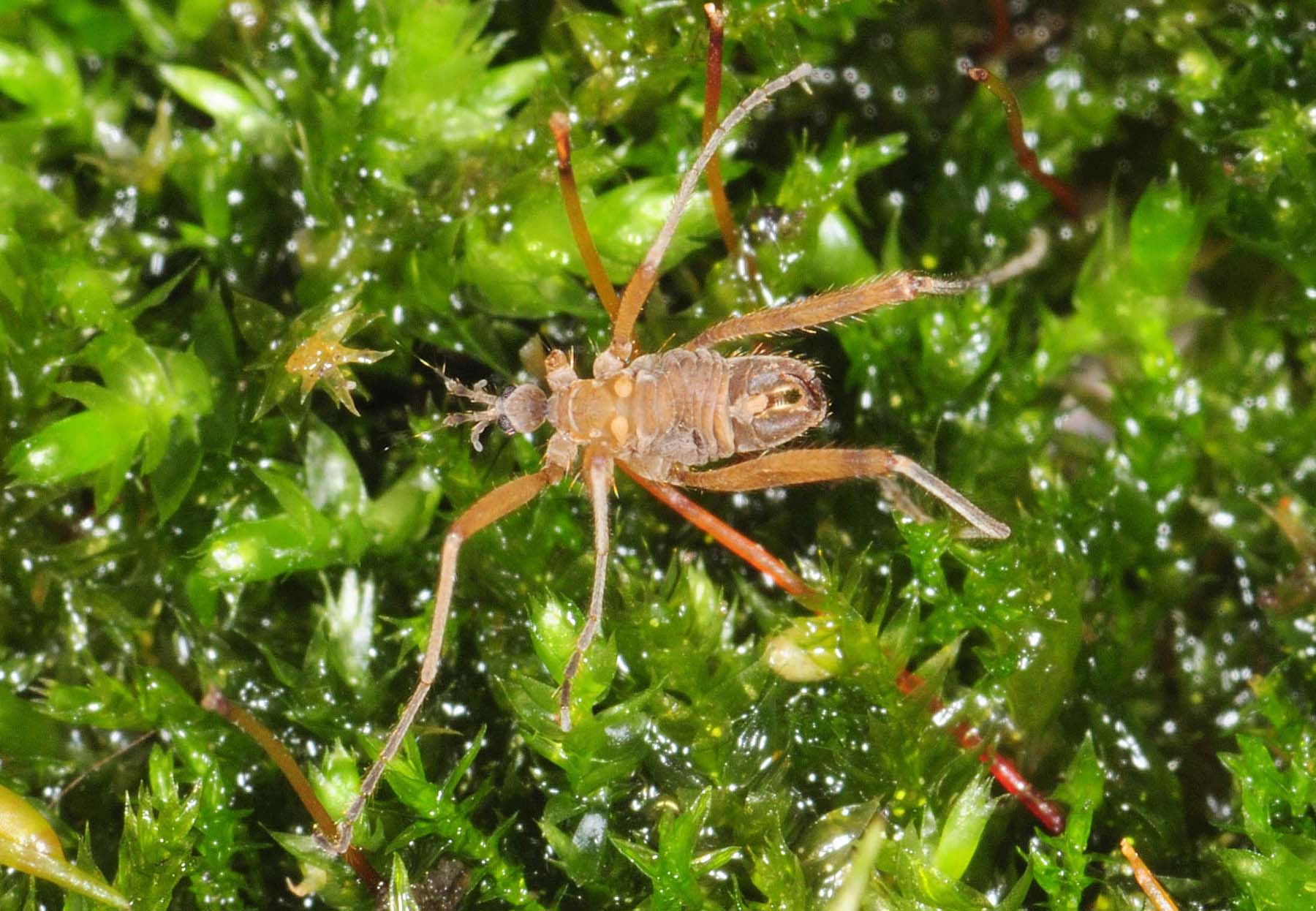 Chionea lutescens (Limoniidae) dalle Marche